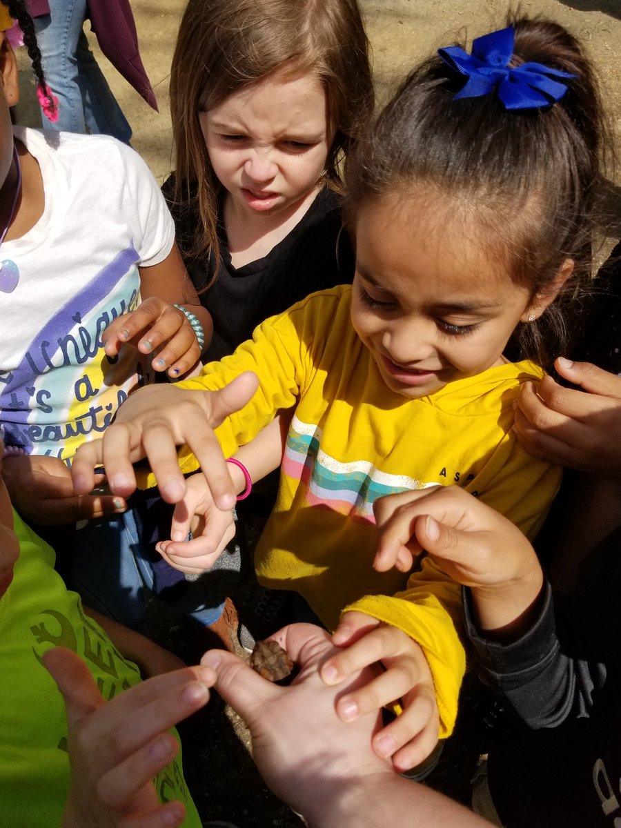 pmoylan1029's tweet photo. "Ms Moylan... you can't catch a frog !" #provedthemwrong #frogcatching #fieldtripday https://t.co/UTyTT1Uq77