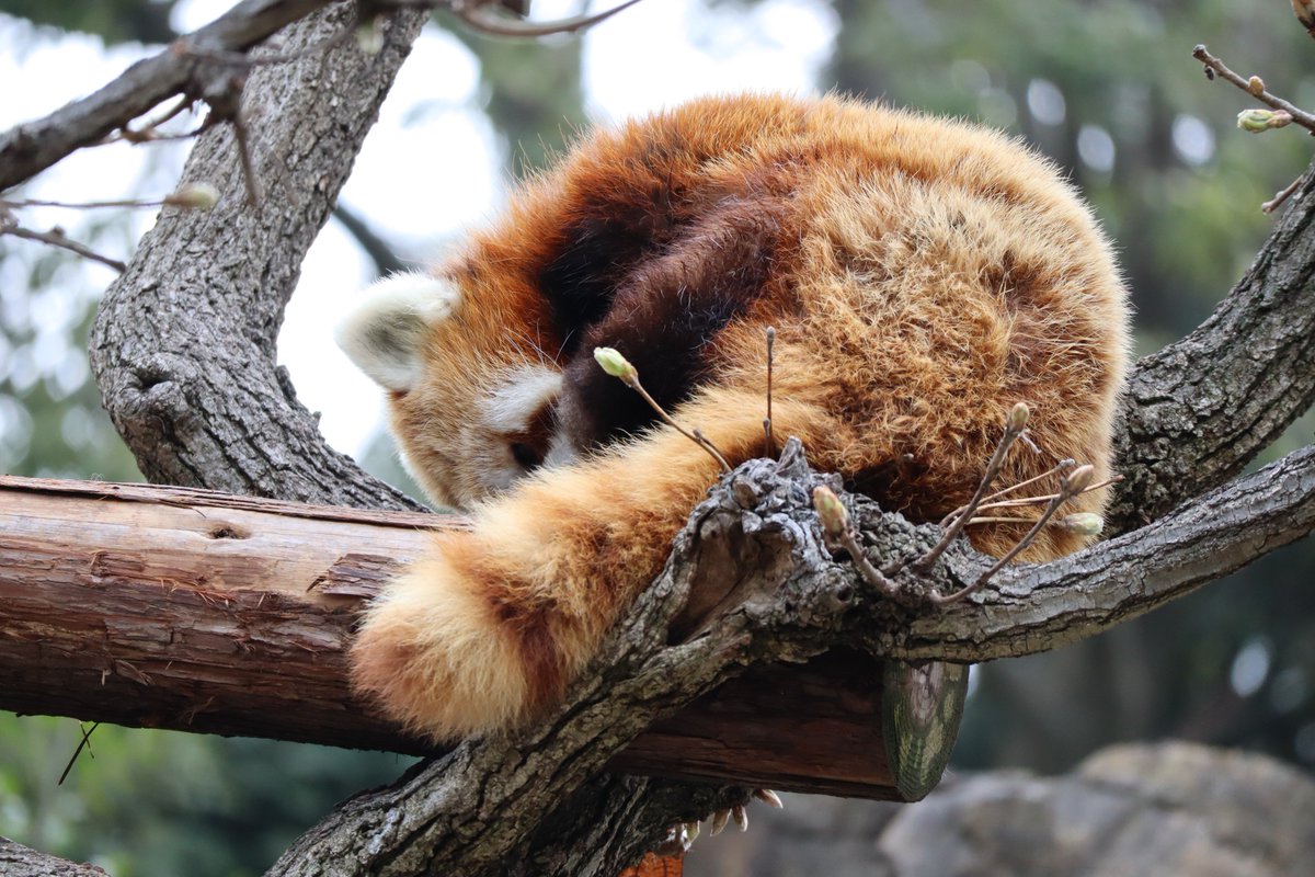 sasamon99's tweet photo. 凄く眠いみたいです。
#レッサーパンダ #野毛山動物園 #動物園 #風景 #横浜

Very Sleepy
#Lesser #panda at #Nogeyama #Zoo.
#animal
#Landscape #Yokohama #japan https://t.co/k5inQgjQBA