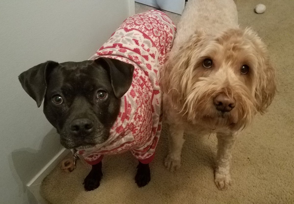 summersmile718's tweet photo. @molly_knight @darth I swear my dogs knows when its 5pm. Every day by 5:10 my girl pibble is physically, relentlessly taking my hand off the mouse. Brother always waits near by. "Mom! Works over! This is OUR time now!" #lifewithdogs #cdralumlondon #ohben #bennlondon https://t.co/4NKbB8Ld3Z