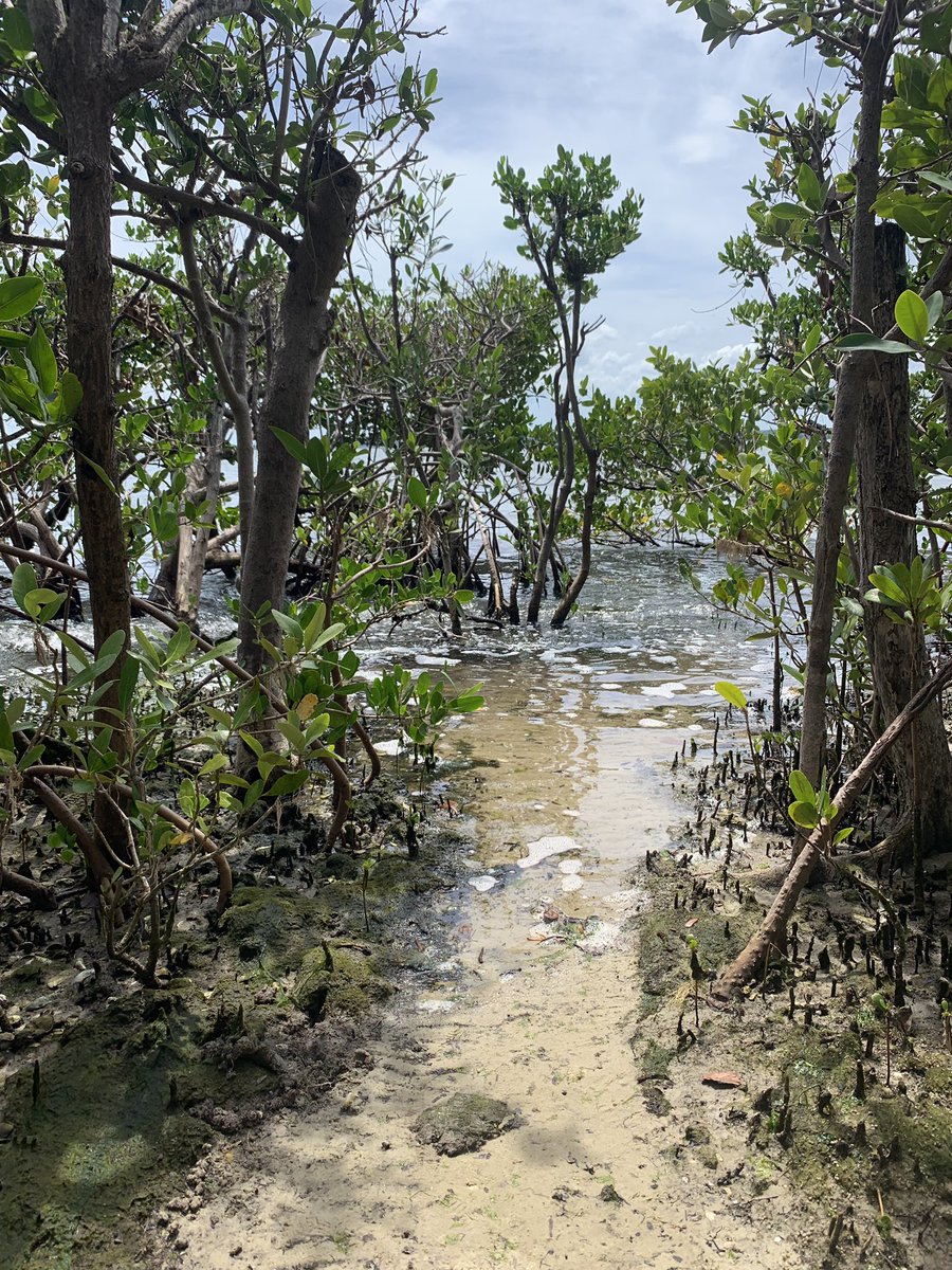exploringwild_e's tweet photo. #oldsmar #florida #nature  #mangroves #beauty #westcoast #floridawc #water #blue https://t.co/FkGVC9YwPy