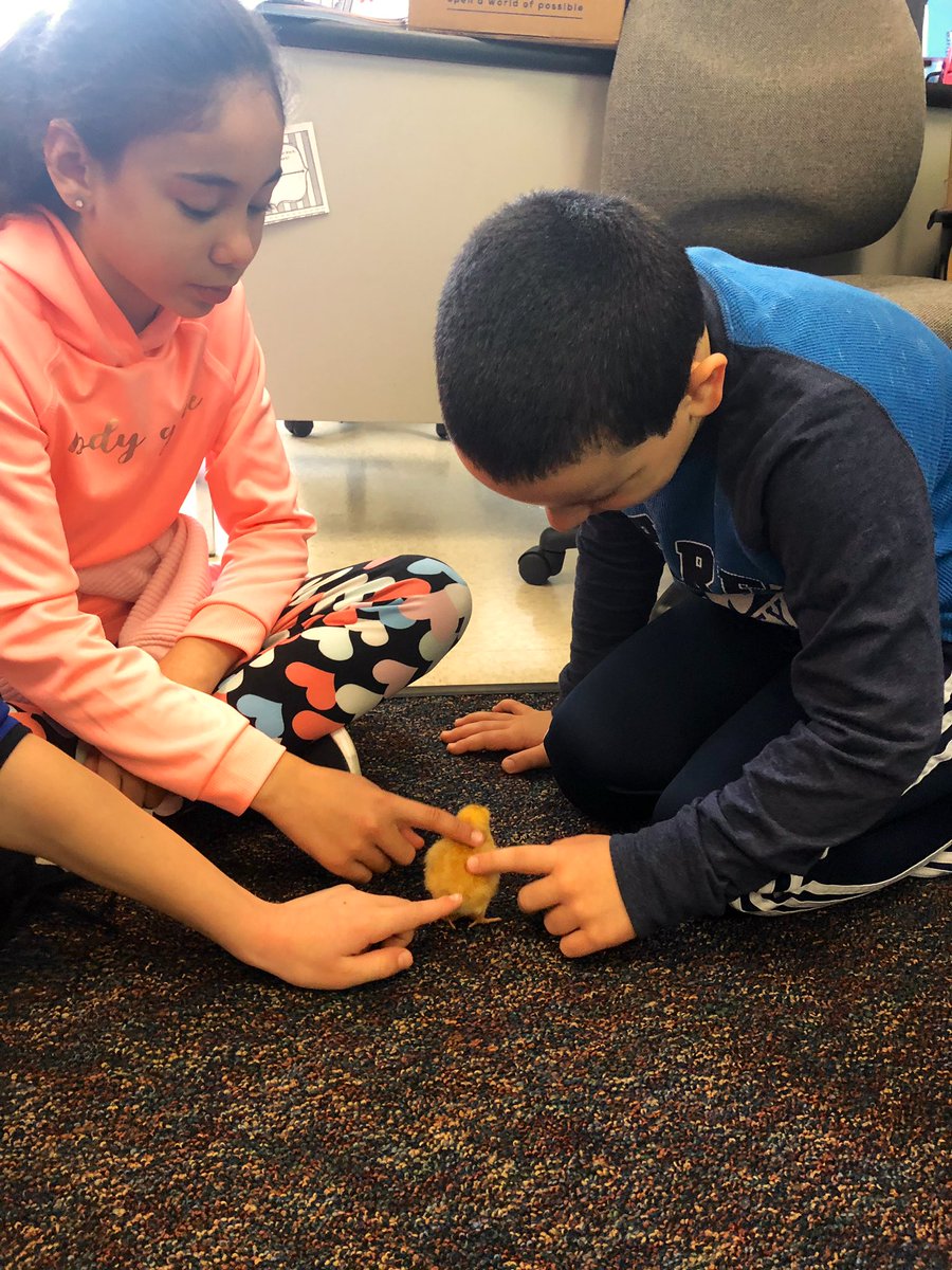 D.J. Yonder, Billy, and Leonardo made their grand arrival over the weekend. Needless to say, there were many happy kiddos (and teachers) this morning!
