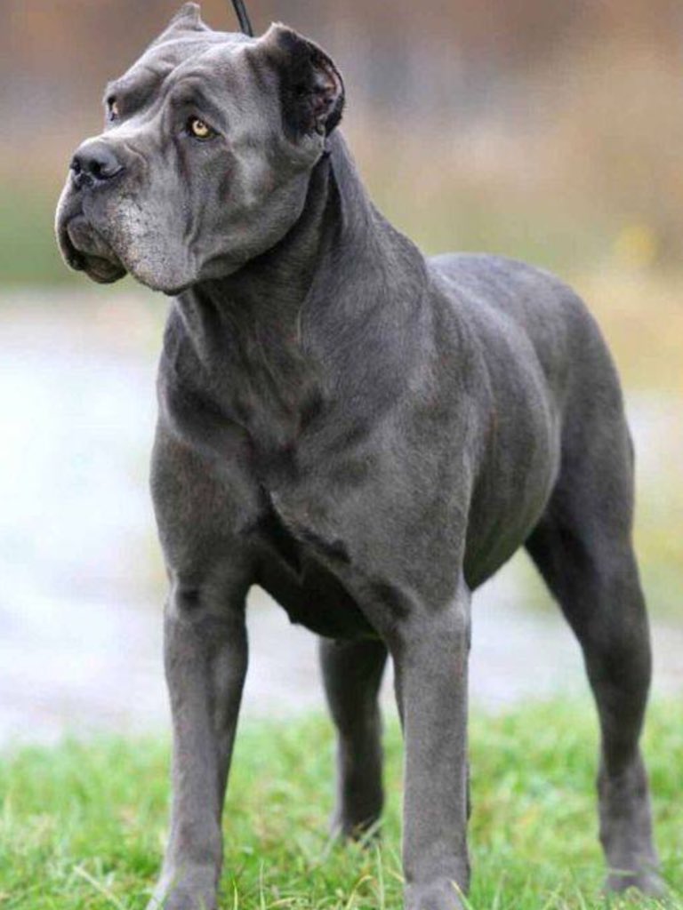 mycanecorso's tweet photo. *Taha Kahalil Eisa #mycanecorso #tcccoa #canecorso #canecorsoclubofamerica #canecorsocool #italianmastiff #corsolover #canecorsofamily #corsolife https://t.co/JFWZq6M9NS