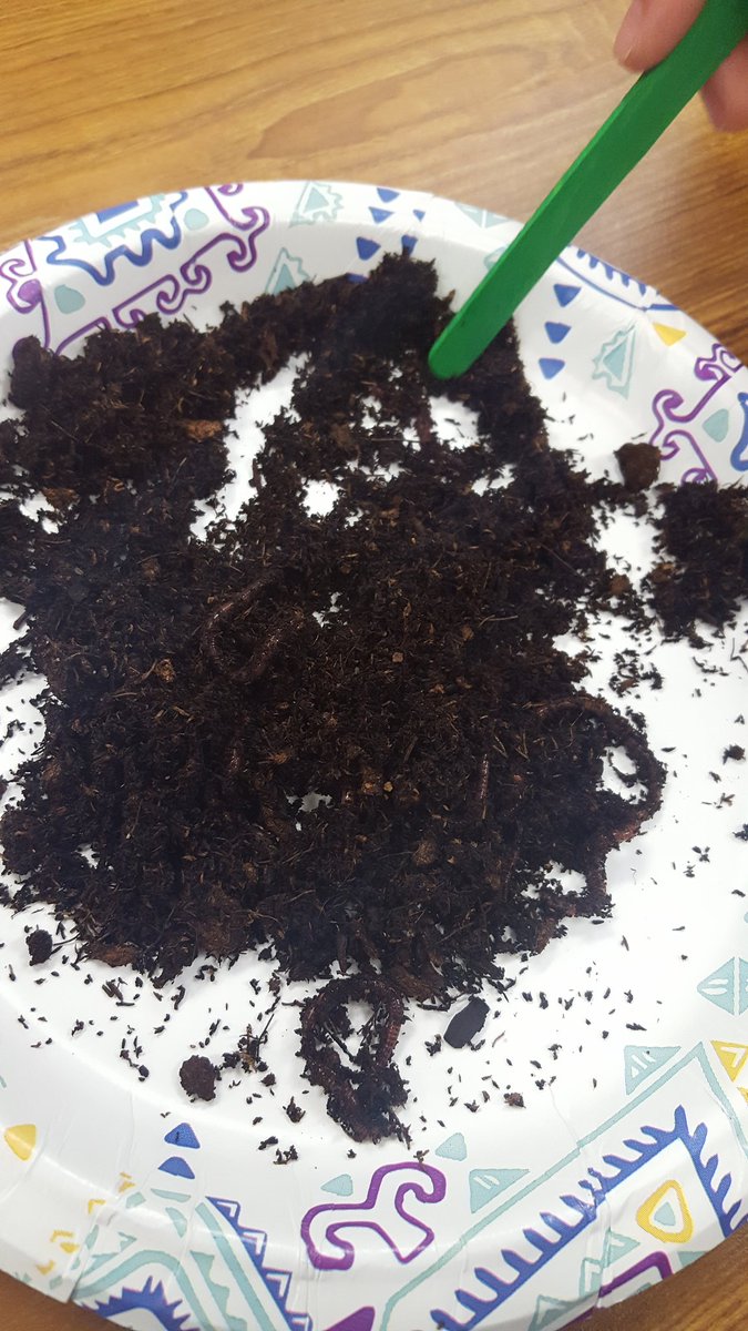 MrsHawksHeroes's tweet image. Before our worm exploration in science..."so Mrs. Hawk are the worms for real...like alive and moving ???" During reactions ranged from appaled to fascinated.