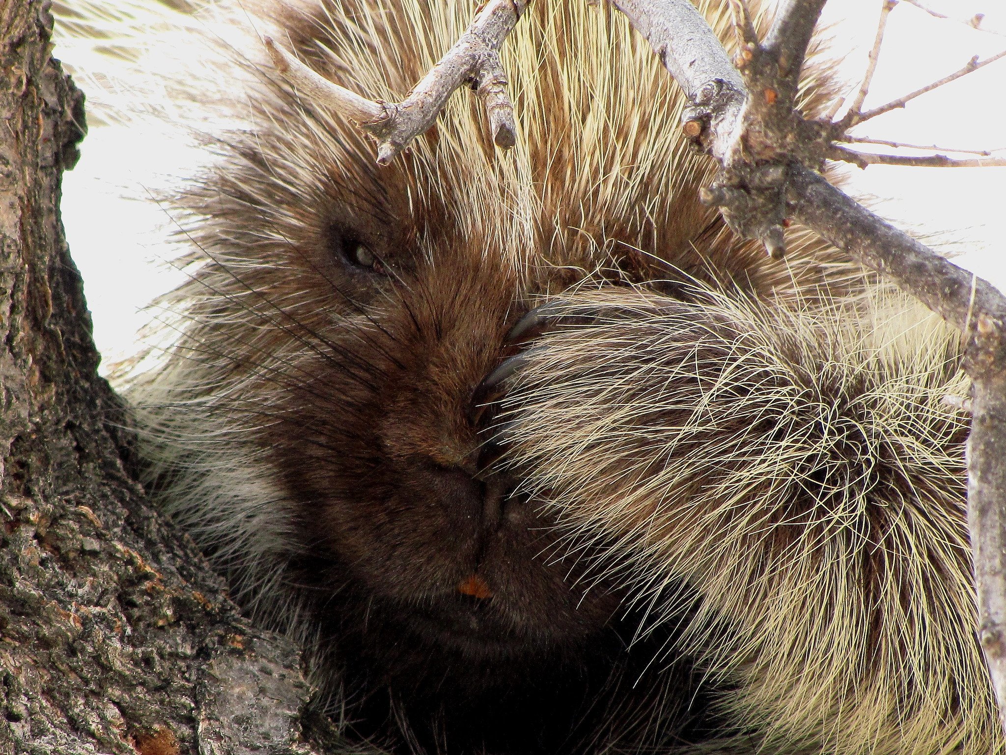 US Fish and Wildlife on Twitter "Who’s ready for a good nap after you