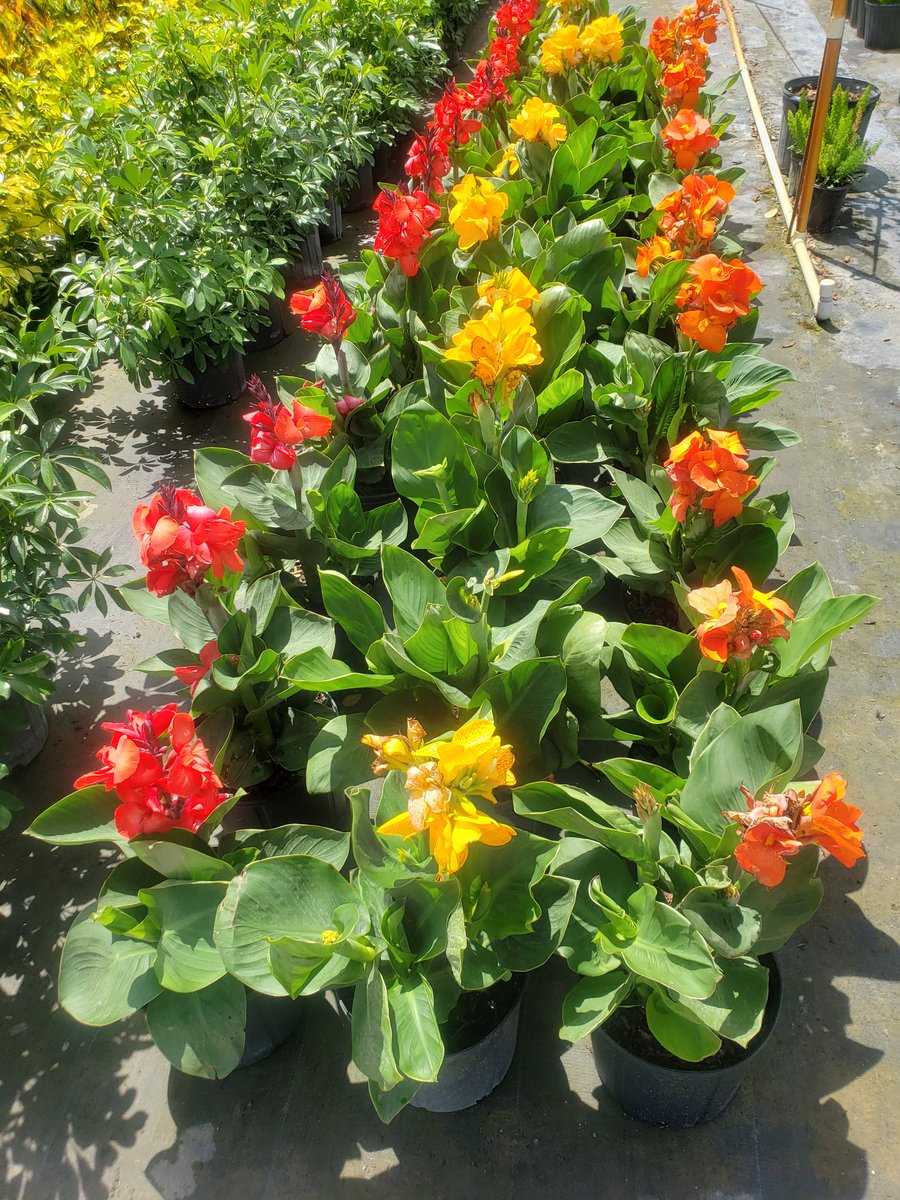 tc_nursery's tweet photo. Beautiful Canna Lilies available at T&amp;C nursery 
16650 Griffin Road in Southwest Ranches right off I-75. https://t.co/POhZcf8J3R