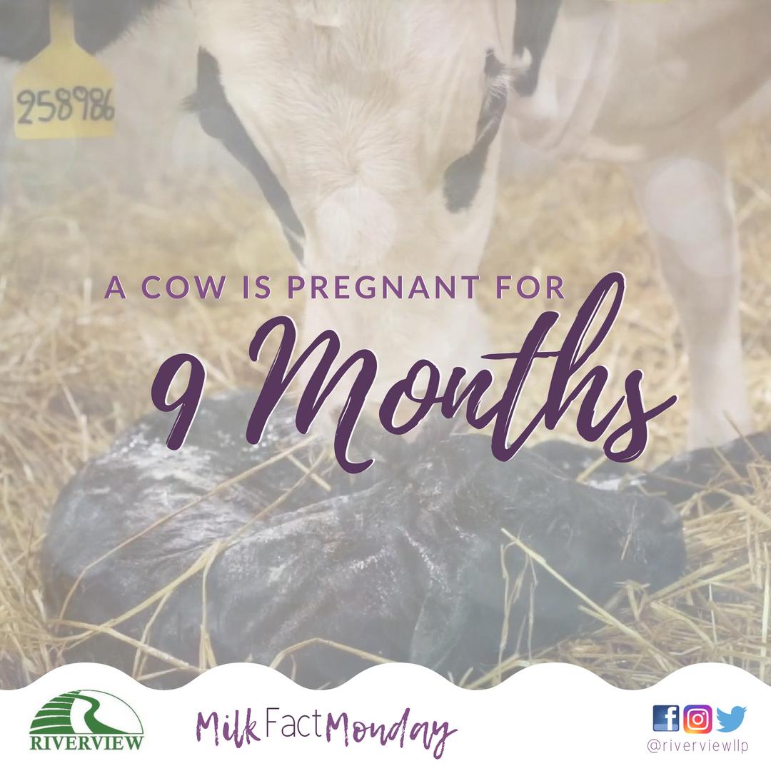 A cow's pregnancy lasts 9 months, just like human's!

#milkfactmonday
#cowgestation
#cowcare
#calfcare