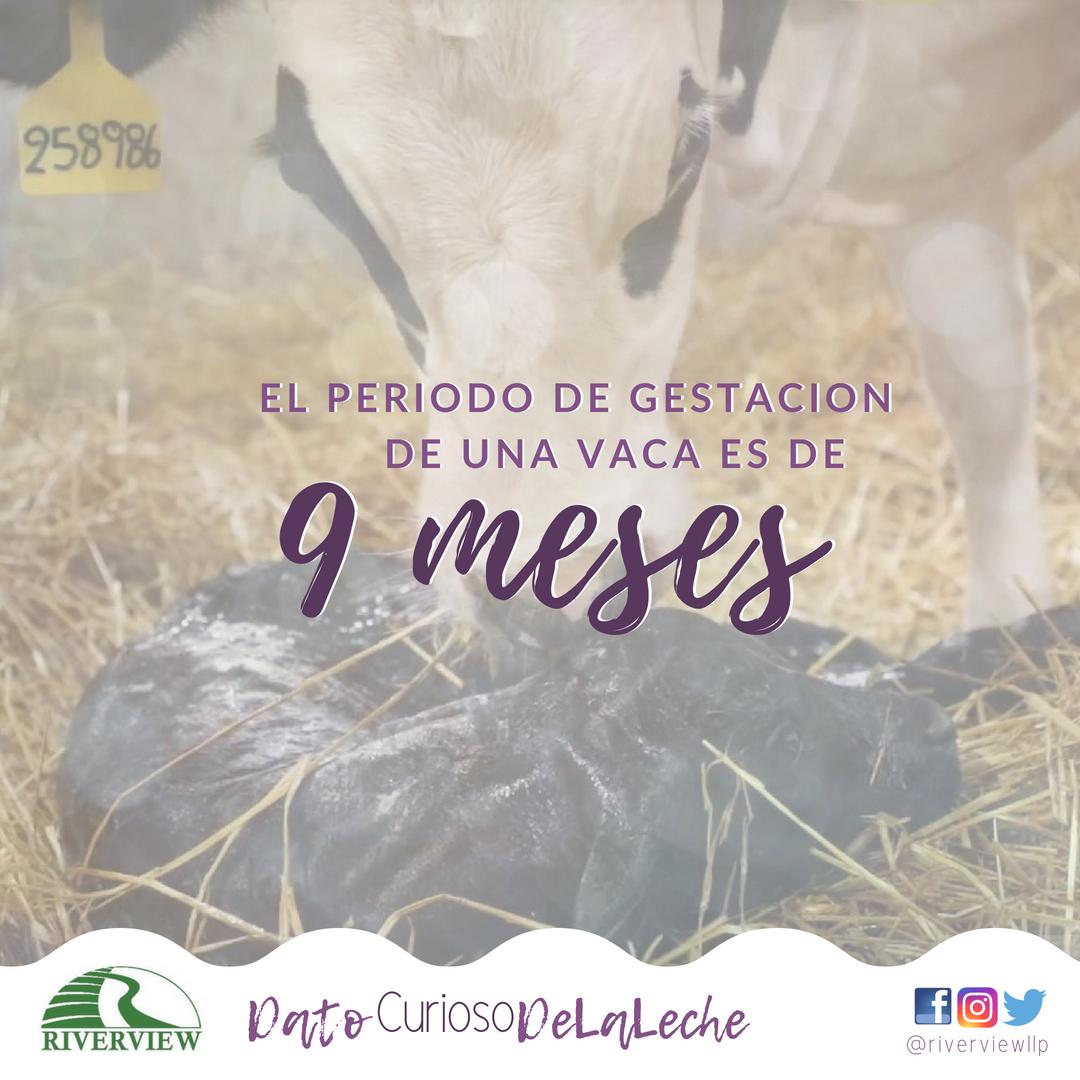 ¡El embarazo de una vaca dura 9 meses, igual que el de los humanos! 

#datocuriosodelaleche
#gestacióndelavaca
#cuidadodelasvacas
#cuidadodelosterneros