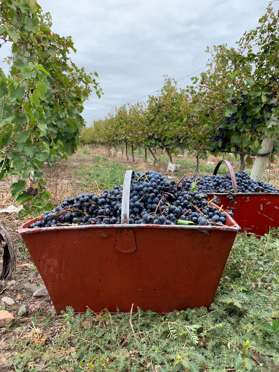 🍇🍇#Bonarda #LaMuchiWines en nuestros #viñedos del #EsteMendocino 🍷🍷🇦🇷 
#Mendoza #VinoArgentino #LegadoDeFamilia #Vinos #Uvas #WineLovers #Cosecha2019