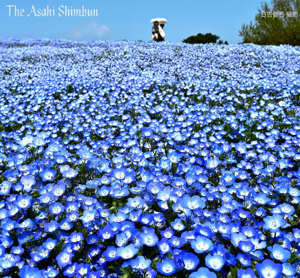 朝日新聞 映像報道部 おはようございます 福岡市の 海の中道海浜公園 で ネモフィラ 約150万本が見頃を迎えました 開花が例年より１週間ほど早いそうです 省 花の丘 福岡