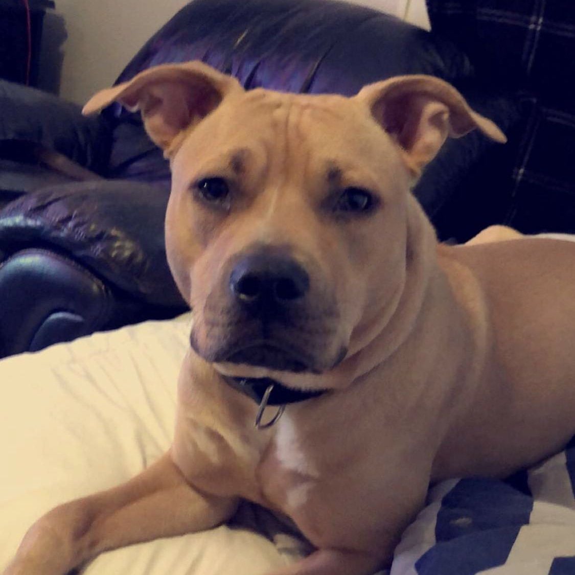 SigmaPi_WIU's tweet image. Canelo has gone missing if anyone has information please reach out to us. He&apos;s 9 month old and very friendly, he was last seen at 2:05
Call or text (773)865-9202
Address: 705 w Adams st, Macomb