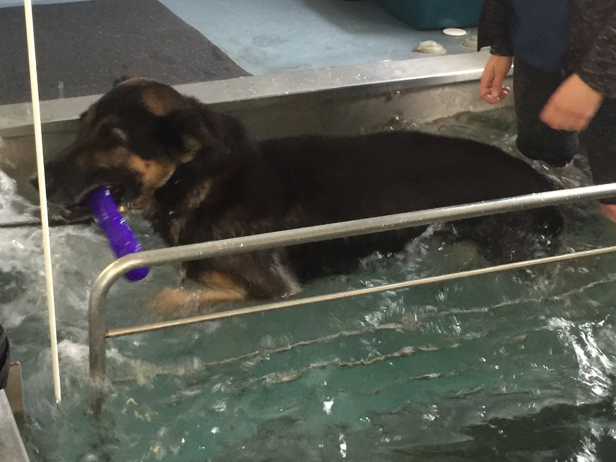 VPDCanine's tweet photo. How’s this for #MotivationMonday PSD Brando rocking his exercises at Physiotherapy! Yes when our K9 partners get injuries or tweaks they get the treatment they deserve just like their human handlers 💪  #VPD #VPDCanineUnit #thatbalancetho #notyouraveragebear #gooddog #k9physio https://t.co/TUXEizP8Qg