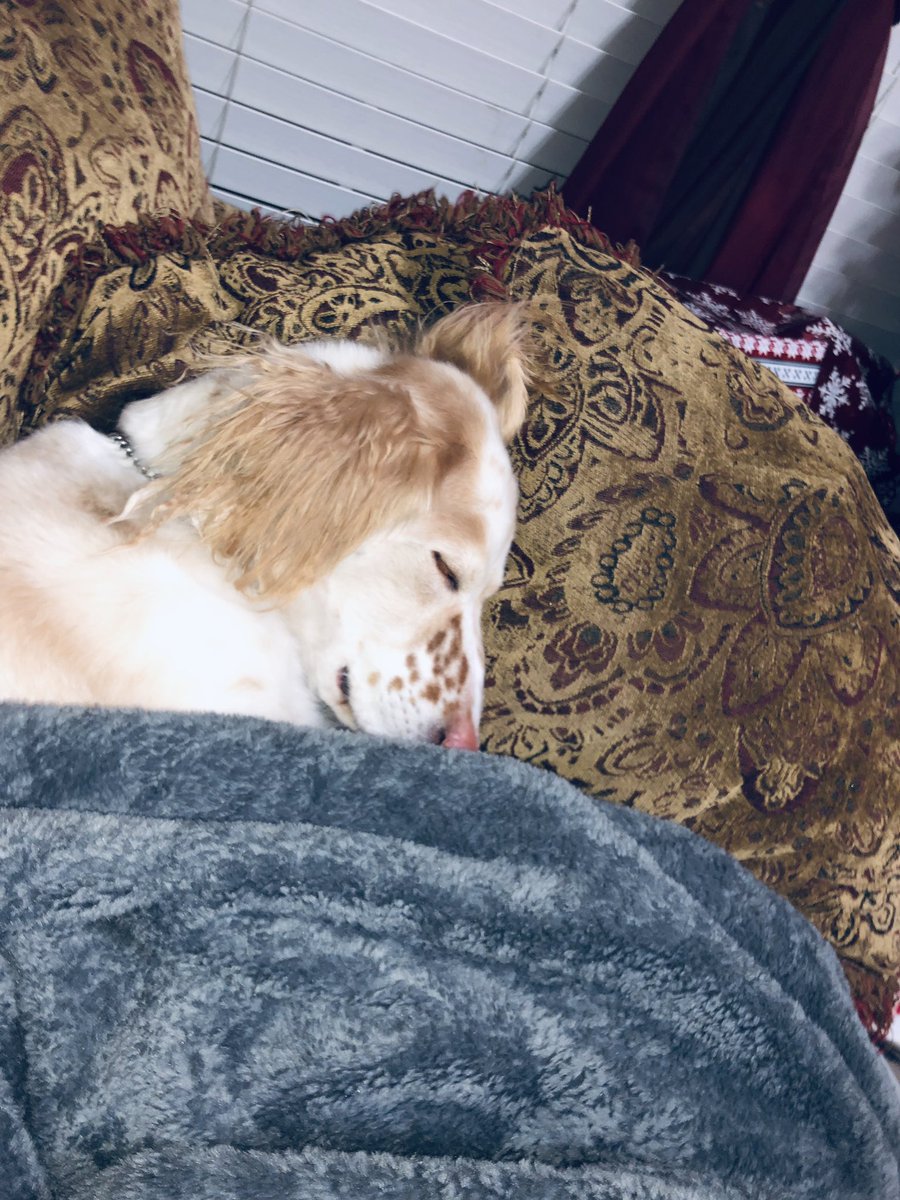 Tyuna02's tweet photo. Mannn am I gonna miss you Gracie!!Literally was the best dog in the world always happy ,full of energy and had a loving heart!!! Live it up in doggy heaven sis gonna miss you lots🐶💗!! https://t.co/3CmbPgjjcF