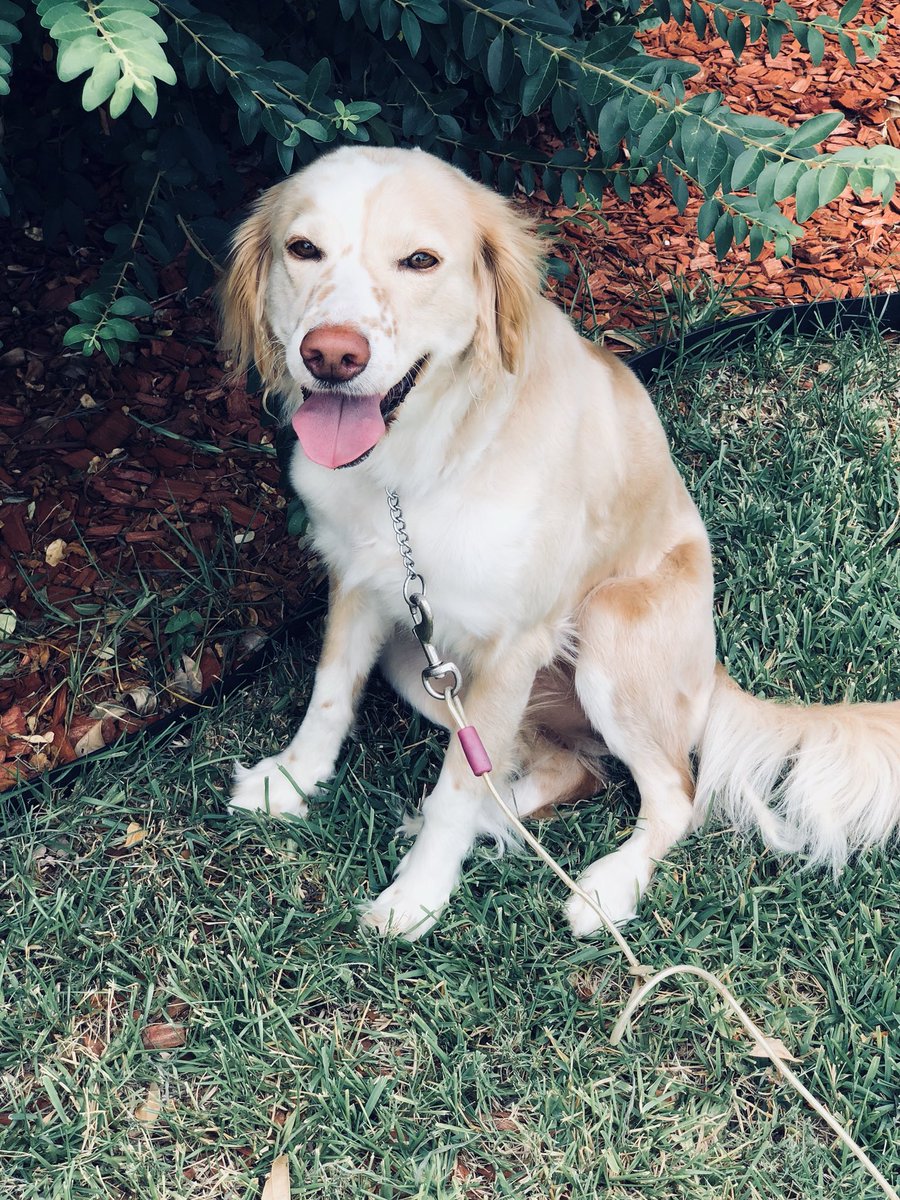 Tyuna02's tweet photo. Mannn am I gonna miss you Gracie!!Literally was the best dog in the world always happy ,full of energy and had a loving heart!!! Live it up in doggy heaven sis gonna miss you lots🐶💗!! https://t.co/3CmbPgjjcF