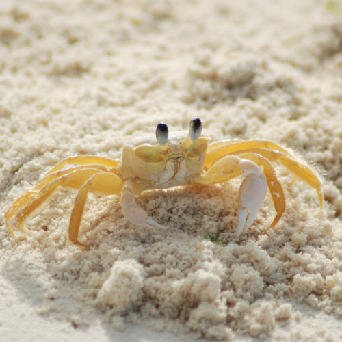 GrandBaymen's tweet photo. Don't be crabby. Take a vacation! https://t.co/avceuTraWe

#takeabreak #instantvacation #visitBelize #discoverBelize #offthebeatepath #explore #travel #workcanwait #relax #rebootinBelize #islandlifeiscalling #beachdays #suntherapy #vitaminSea #grandbaymen #yourcayetoparadise https://t.co/B5nOOiGaTa