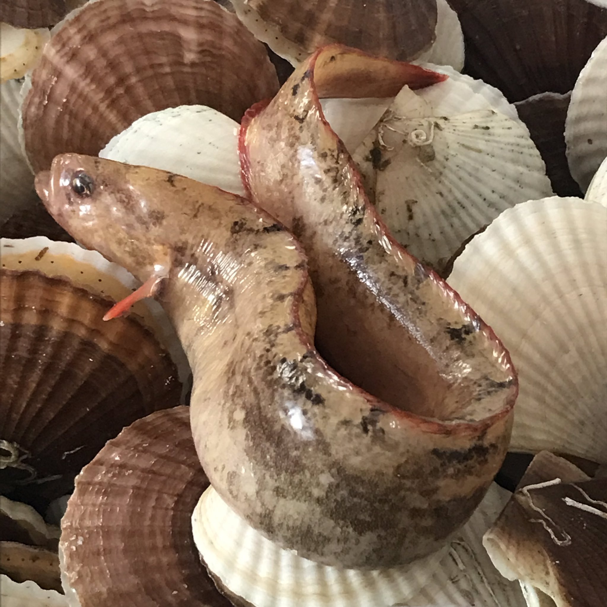 あこ やばい やたらとごそごそ動くなぁと思ったら 変な魚がいた しかも生きてる ぬめぬめします この魚何 これと1人で対峙しないといけないのか とりあえず 煮込む T Co 9fu37gycbq Twitter