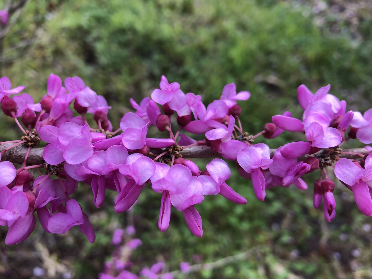 てんきち 八重桜も散って葉桜に 代わりに ズオウの花やツツジが ４枚目のお花 名前忘れてしまった