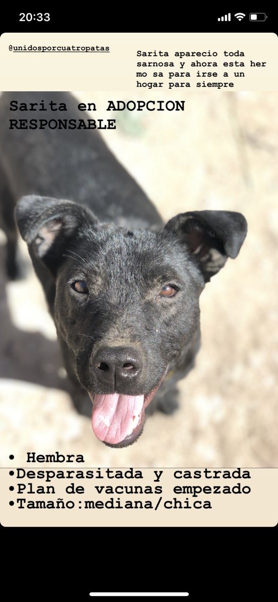 Me ayudan a conseguirle un hogar a Sarita?? 🙏🏻❤️