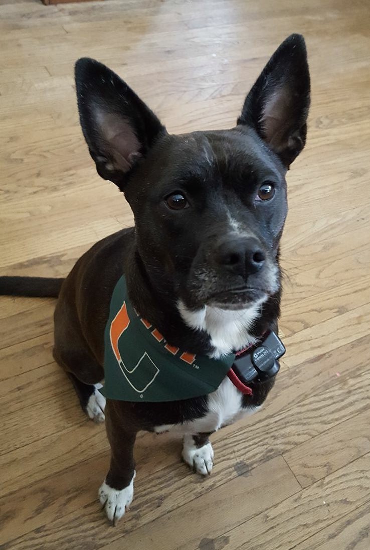 MorganBThomson's tweet photo. We got some furry ‘Canes over here. #FurryCane #OneDayOneU Donate now at https://t.co/QnPQZXieS9 !! https://t.co/P9AE3JDpFN