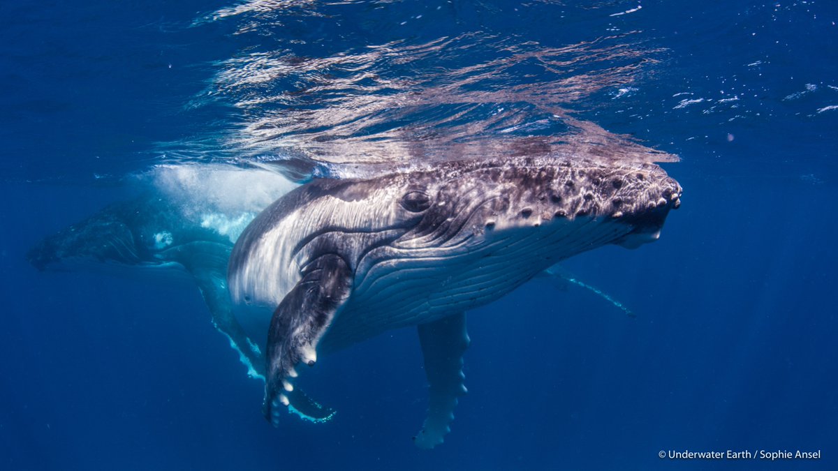 EarthxFilm's tweet photo. Feel like you're swimming with the whales with VR film “Guardians of the Kingdom”. Catch the world premier in our #earthxInteractive lounge, open from 10 a.m. to 6 p.m. on April 26-28, 2019 at @earthxorg https://t.co/M7Utau7yqr https://t.co/g7wAsULeq9