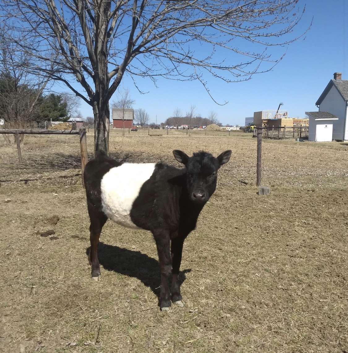 SauderVillage's tweet photo. Mabel enjoying a beautiful spring day on the Farm! Opening Day is Wednesday, May 1st . . . Mabel can't wait to see you!!  Plan your visit today!  #mondayswithmabel #mabel #saudervillage #saudervillagefarmfriends #dutchbelted #cows #heritagebreed https://t.co/t95DsFb8DR
