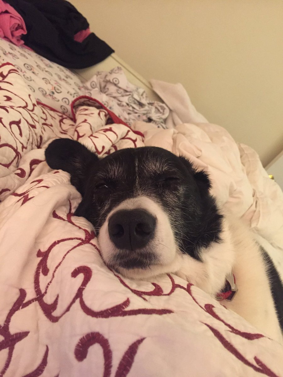 Alanapepper's tweet image. HPpy Birthday Deekan! You old dog, you.