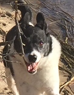 Alanapepper's tweet image. HPpy Birthday Deekan! You old dog, you.