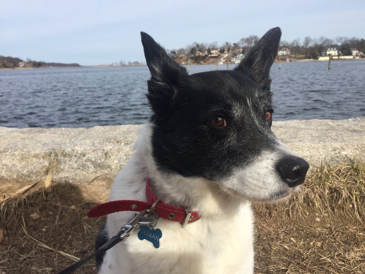 Alanapepper's tweet image. HPpy Birthday Deekan! You old dog, you.