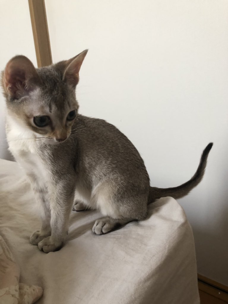 キャットアパートメントコーヒー 元 町家猫カフェ 名前決まりました 悩みまくりましたが シンガプーラの男の子のお名前 決めました クー Queue です フランス語で尻尾という意味 しっぽがなんとも不思議なのと 響きの印象で決めました キャットアパートメントコーヒー 元 町家猫カフェ 名前決まりました 悩みまくりましたが シンガプーラの男の子のお名前 決めました クー Queue です フランス語で尻尾という意味 しっぽがなんとも不思議なのと 響きの印象で決めました