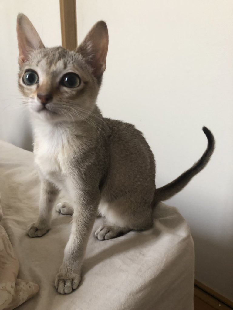 キャットアパートメントコーヒー 元 町家猫カフェ 名前決まりました 悩みまくりましたが シンガプーラの男の子のお名前 決めました クー Queue です フランス語で尻尾という意味 しっぽがなんとも不思議なのと 響きの印象で決めました キャットアパートメントコーヒー 元 町家猫カフェ 名前決まりました 悩みまくりましたが シンガプーラの男の子のお名前 決めました クー Queue です フランス語で尻尾という意味 しっぽがなんとも不思議なのと 響きの印象で決めました