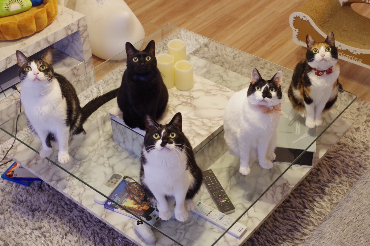 響介 猫マスター僕の書いた猫エッセイ 猫を飼うのをすすめない11の理由 が本日発売になりました 空前の猫ブーム でもね 猫は可愛いだけじゃないんです 猫と暮らすことの真実 が詰まった本 僕達の出来る最大限の 幸せのおすそ分け 是非