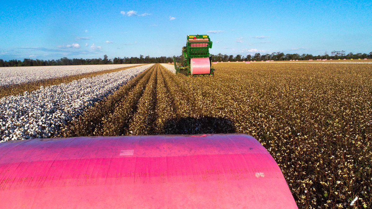 Cotton growers, show us your pink bits! 😜📷
Pink wrapped cotton is cotton farmers supporting <a href="/McGrathFdn/">Mcgrathfdn</a> 
Didn't get #pinkwrap? Anyone can donate via link below!
Snap pics, tag us &amp; <a href="/CottonAustralia/">Cotton Australia</a> 
#breastcancer #aussiecotton #picking2019 #pinkbales 

tinyurl.com/y2j9qhlj