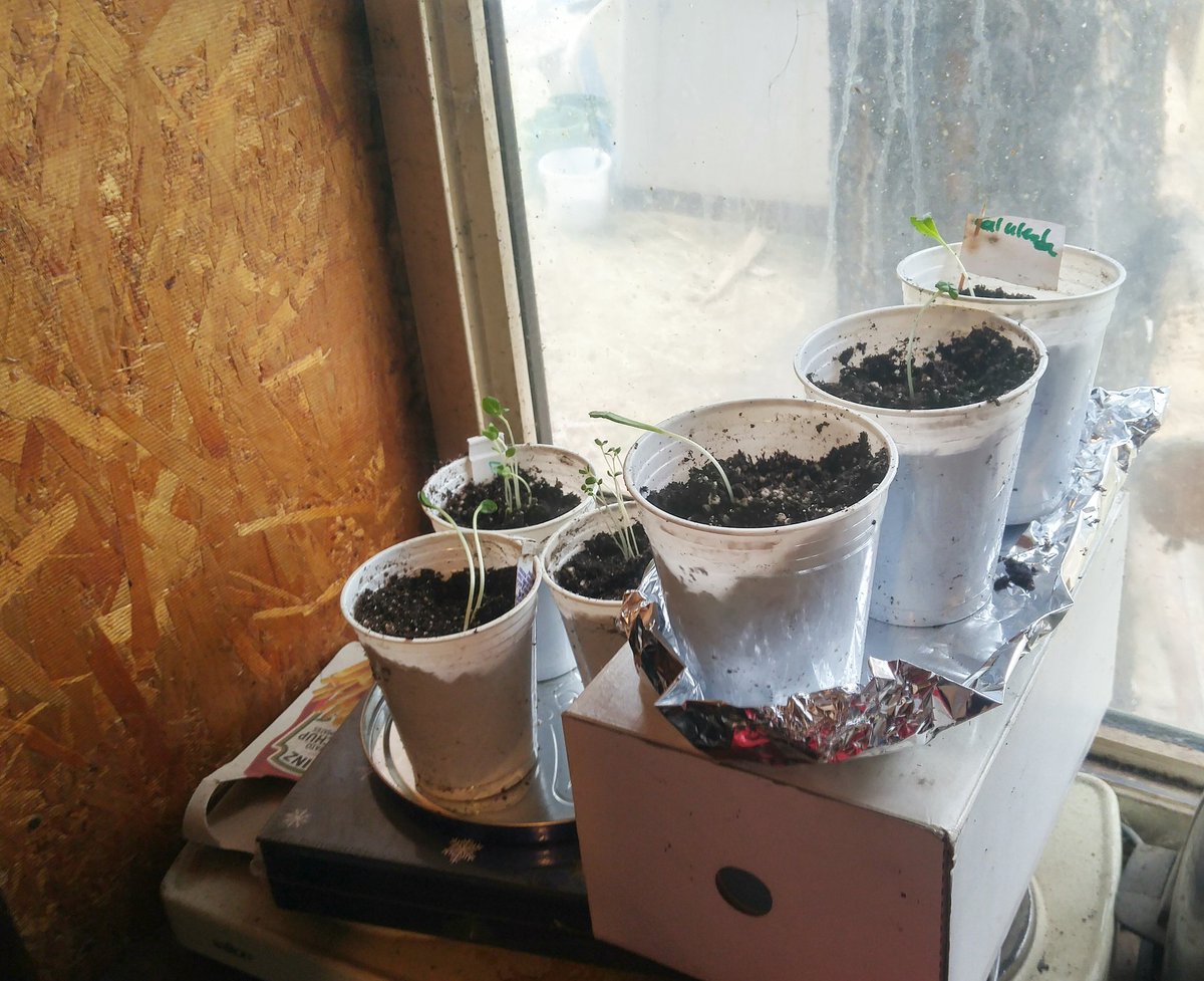 SweetnSvry's tweet photo. Transplanted lots of seedlings today #gardening #zone5gardening #coldclimategardening #Canadiangardening #seedlings #soil #flowers #flowerbed 🌱☺️ https://t.co/2R1dzXMeh4