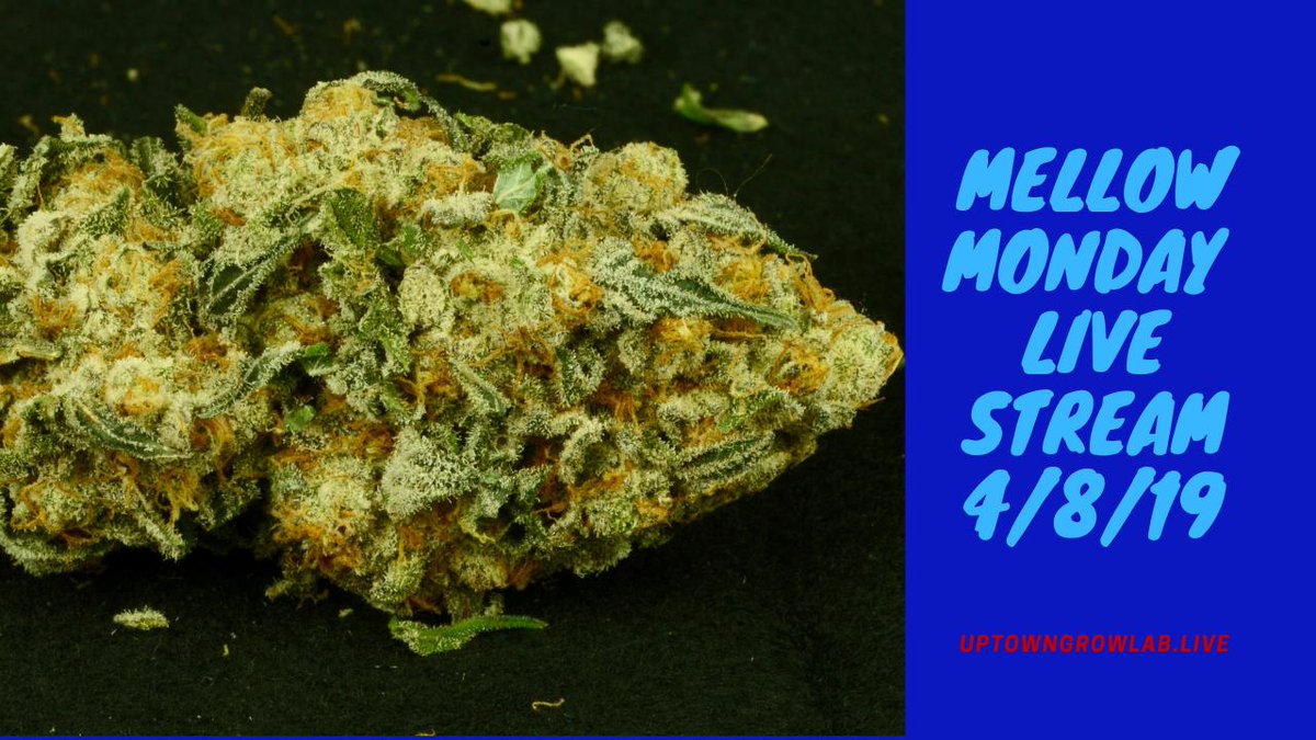 UptownGrowLab's tweet image. The first day of the work week is over. Join us for Mellow Monday our YouTube live stream 8pm Pacific. Please come through. #SmokeWeedEveryDay #KitchenKrew