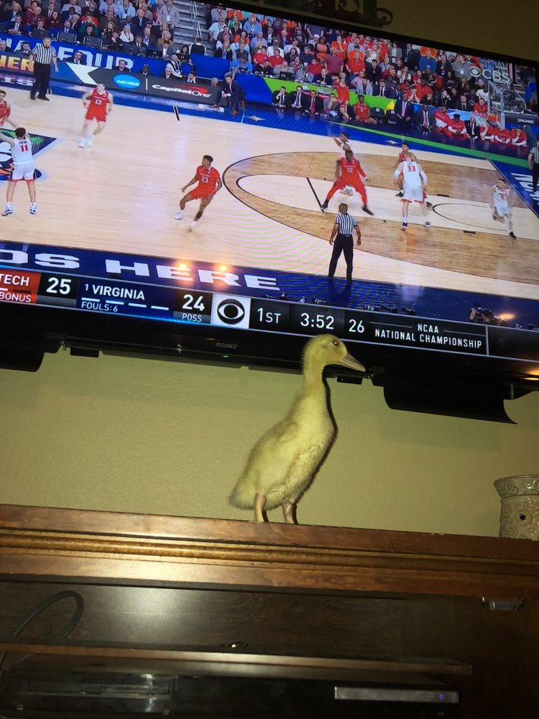 DuckKeister's tweet photo. Who else is watching the game?? 🏀🔥 #KeisterLives https://t.co/WOl5O5viUC