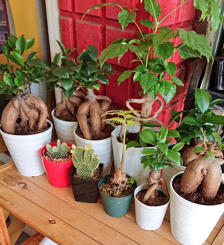 中国料理 摩天楼 桑名 また 花ひろばから お連れしてしまった がじゅまるに とりつかれた男