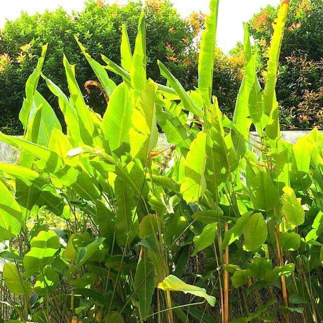 talaalamuddin's tweet photo. Power to the plant! Gearing up for #EarthMonth and how to care for and give back to our precious planet πΏ πͺπΌ#plantpower #leaflove #gogreen #responsibleliving #TOTALLYconscious #talasnaps #fabulousfronds #TOTALLYnatural #prettypalms #TBT #TALAtravels β¦ https://t.co/bdndTFB786 https://t.co/5HGuaxGhY4