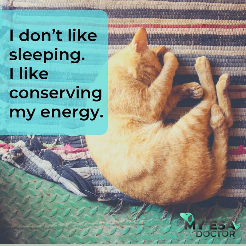 myesadoctor's tweet photo. They sleep for over 13-14 hours a day to conserve their energies.

Don’t you just envy them? 

They truly define #SleepGoals

#catlove #petlovers #emotionalsupportanimal https://t.co/FN8NKp2Arv https://t.co/jDMxNgcbVJ