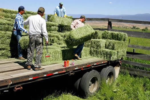 ACKroeker's tweet photo. Does anyone know someone who has small square hay/straw bales? Mrs. Katie Schroeder and myself would love to borrow around 6 bales to decorate the stage for our musicals next month. It would be for the first two weeks of May. Email or message me if you can help! https://t.co/1lvHHz8ntf