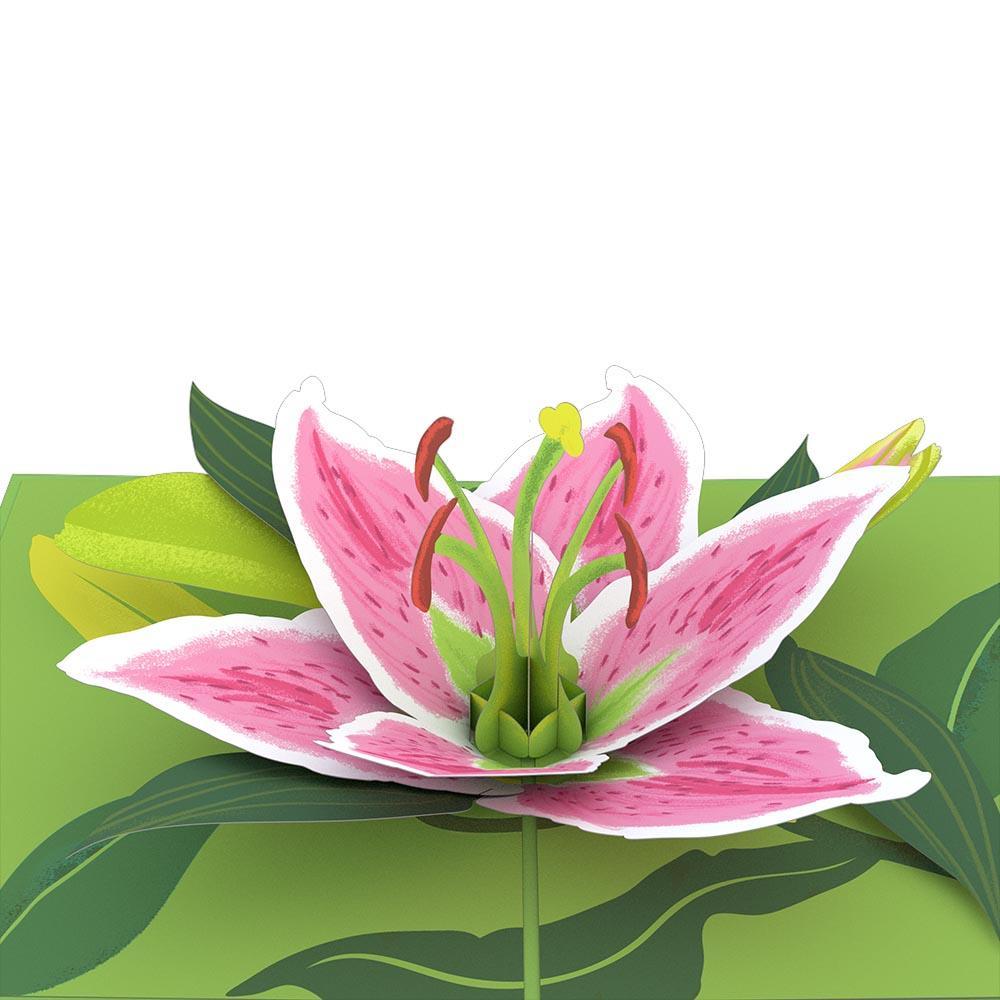 itastedit's tweet photo. A beautiful single stem pink lily is laser-cut onto the front of this bright green card. Inside, the Lily Bloom pop up #card pops to life, with #3D petals, pistil, &amp; stamen in bright, vivid colors.  #Easter2019 #Easter #ResurrectionSunday #MothersDay https://t.co/uO4hY4p22c https://t.co/5qDojQO3bX