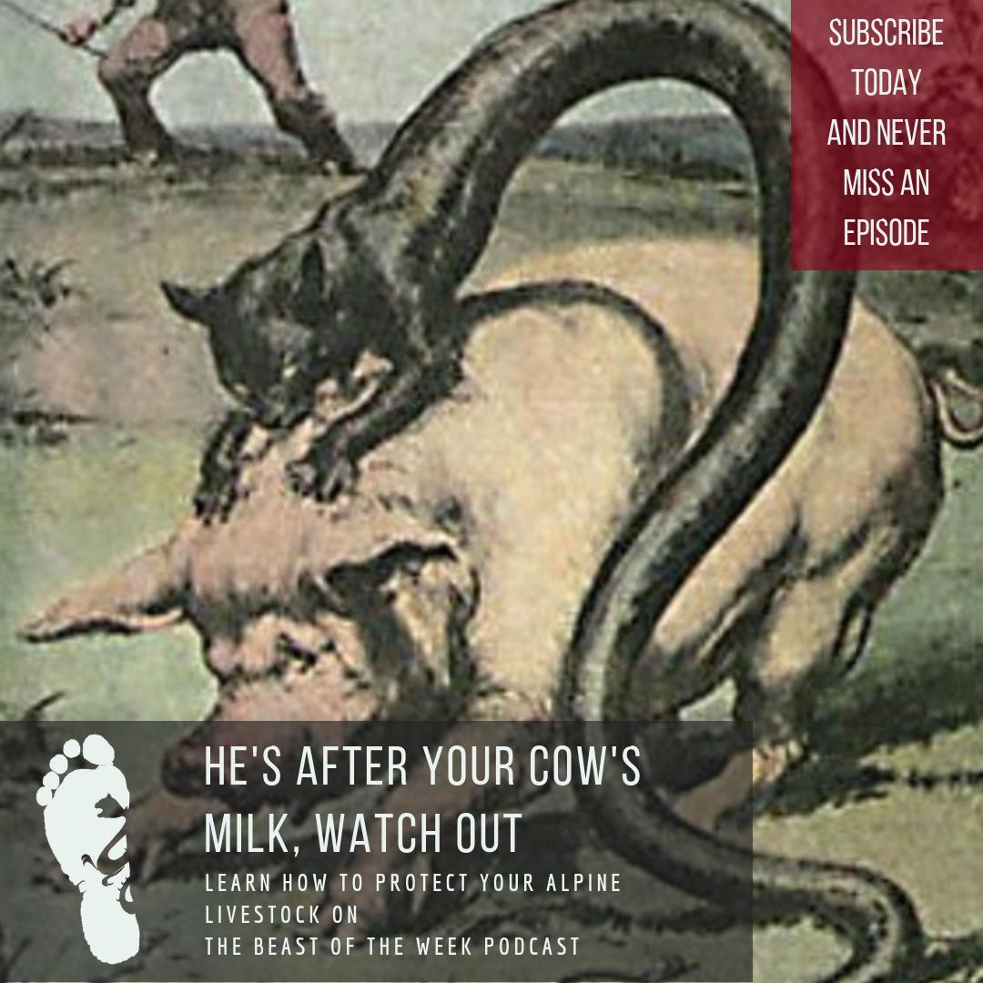 truthisstupid's tweet photo. Don't forget! DON'T FORGET. DO NOT FORGET. There's a new episode of the Beast of the Week out covering the strange friend that is the Tatzelwurm. Check it out today!

#cryptid #cryptids #cryptozoology #alpinefolklore #thealps #catheadedsnake https://t.co/xclJYIbSPK