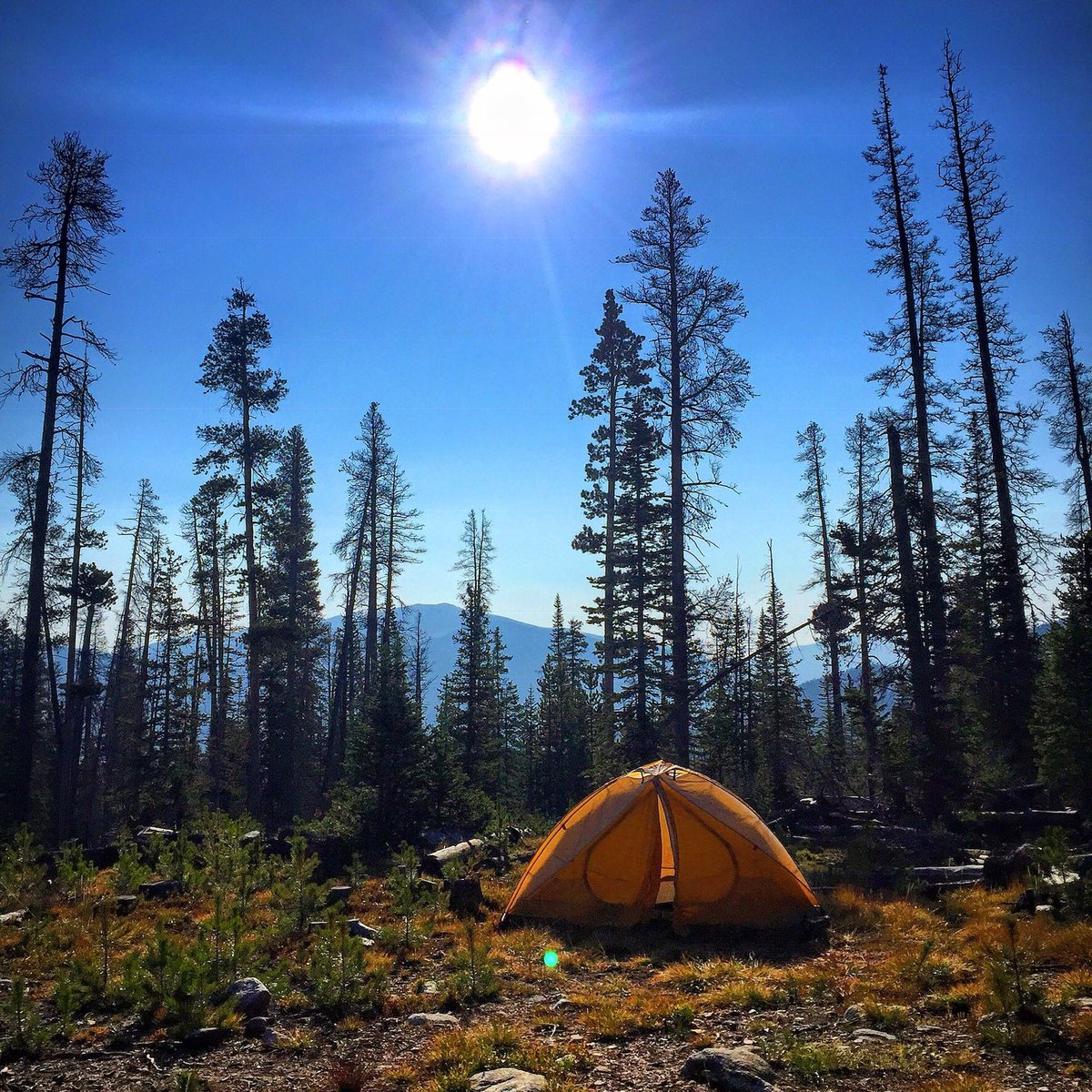 JamieVraspir's tweet photo. If you do not like where you are at, move. You are not a tree. https://t.co/BTCfNBDD4n