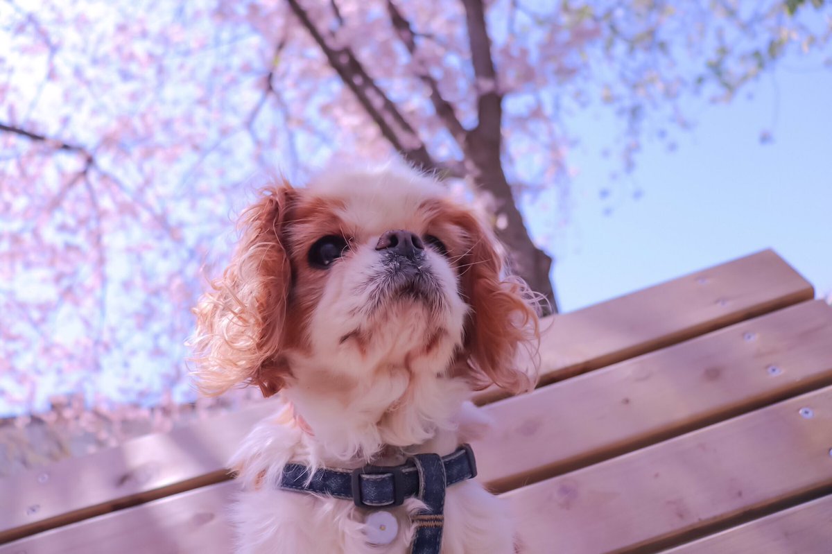 Heartful_Alien's tweet photo. やっぱりこの時期は何撮っても映える🌸🌸🐶
ちなみにウチの愛犬です( ´∀｀)

#桜が美しい 
#ファインダー越しの私の世界 https://t.co/g8i2wmm7fh
