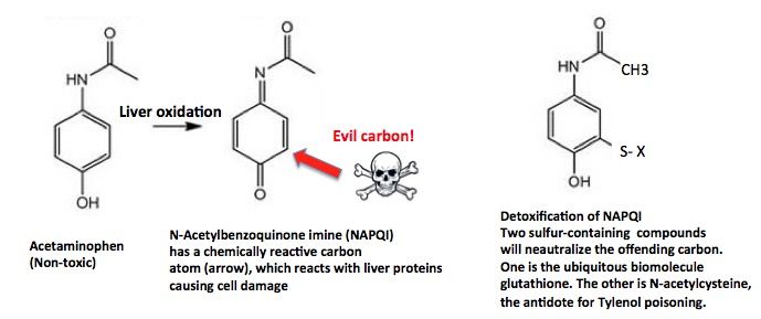 Tim Ferriss On Twitter Is Tylenol By Far The Most Dangerous Drug Ever Made Https T Co Uphemvk01a This Is Worth Reading If You Re Unaware Of The Toxicity Of Acetaminophen It Also Explains A Very