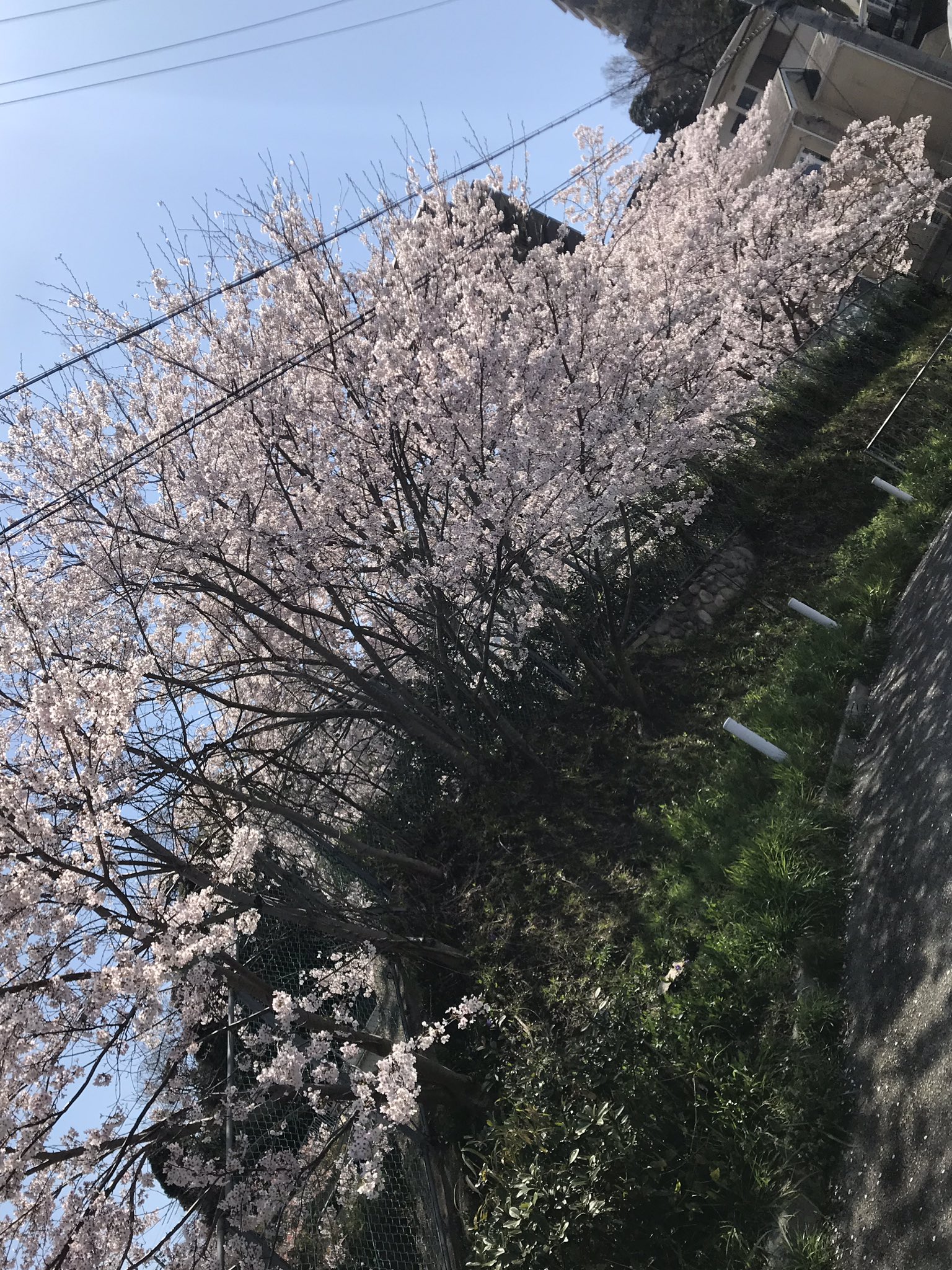 ӄʐʏ ȶɨʍɛ 桜 さくら Sakura ヒュルリーラ ケツメイシ コブクロ いきものがかり Nobodyknows あなたの好きな桜の歌は Dragongate Nomusicnolife T Co Qwyxzke3uw Twitter
