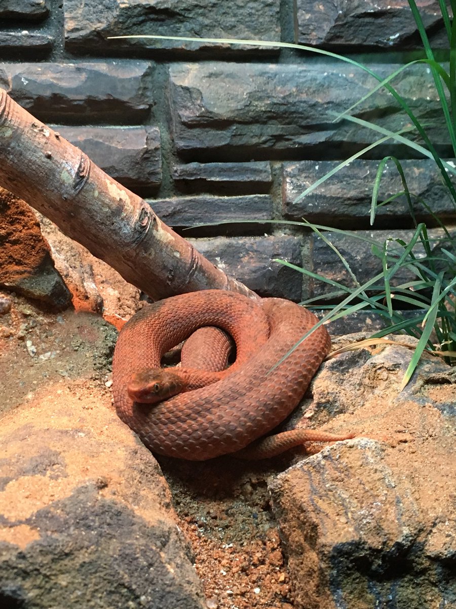 💖Aria Lennox💖 on Twitter: "I like to look at them in zoos and stuff but