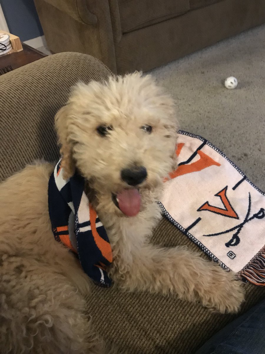 EmileePeters's tweet photo. A great day to be a Wahoo 🎉💙🏀🧡 #gohoos #NationalChampionship #wahoowa @UVAMensHoops @UVA https://t.co/Hw5ykauLiV