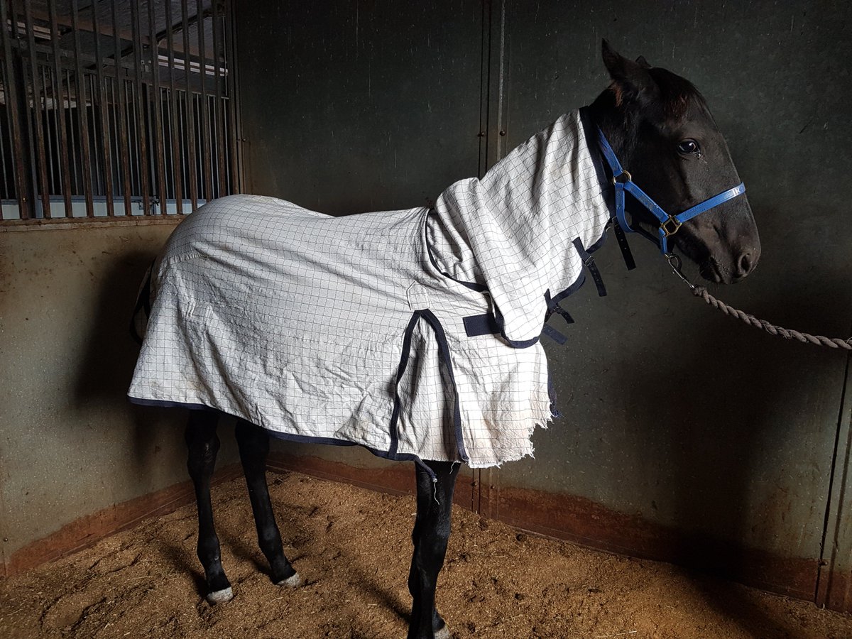 Sue33770118's tweet photo. Love this little colt. Greatest Temperament. #louie #neverfazed https://t.co/OorOOwckdO
