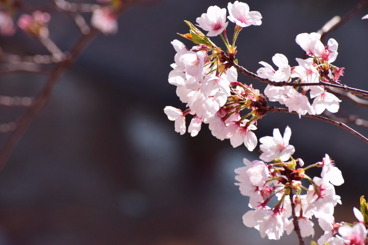 MiYuiitan's tweet photo. 桜🌸
#岡崎公園
#ファインダー越しの私の世界ᅠ 
#写真好きな人と繋がりたい https://t.co/yVO1N7wPLV