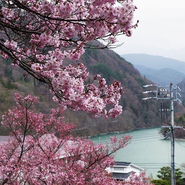 GoNagano_Japan's tweet photo. Sudden snows have slowed the cherry blossoms somewhat, but they’re beginning to bloom outside of Takato Castle Park! The reddish-pink petals and cerulean waters of the nearby reservoir make an excellent pair. https://t.co/2QWgbIrlRL https://t.co/oYvegyl5RB
