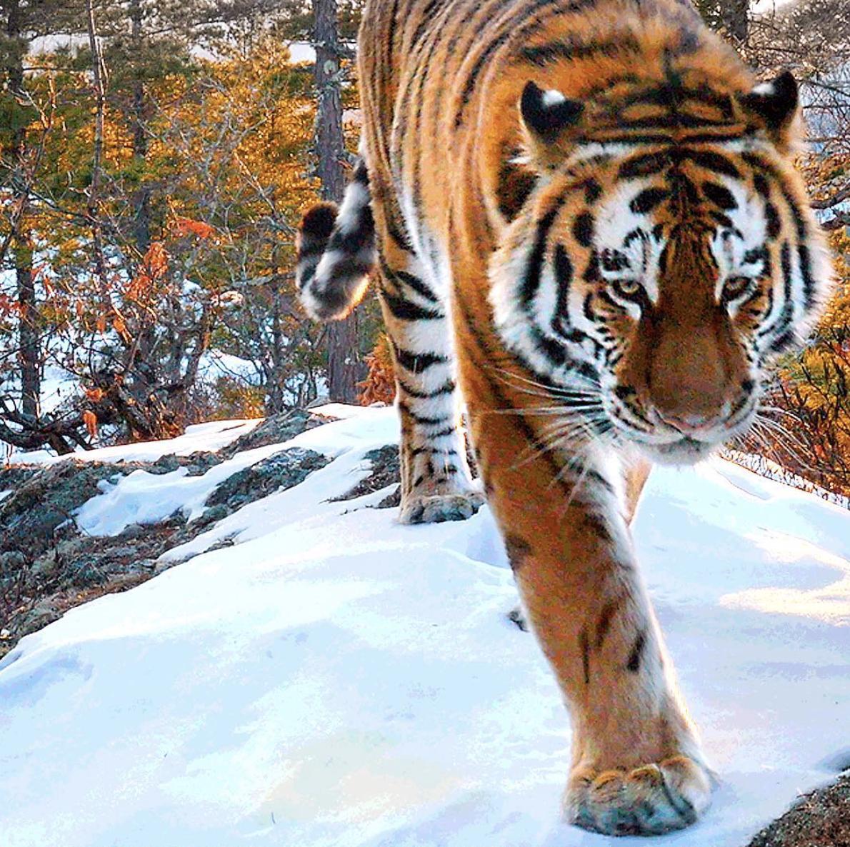Look out for our 4K trail camera system on <a href="/ourplanet/">Our Planet</a> <a href="/netflix/">Netflix</a> #forests the Siberian tigers were filmed with the <a href="/Tshed1/">Tshed</a> 4K Trail camera system and <a href="/panasonic/">Panasonic</a> GH4 cameras, 17 traps, 8 months, 37 tiger shots, 1 <a href="/FataMorganaFilm/">Kieran O'Donovan</a> for <a href="/silverbackfilms/">SBF</a>